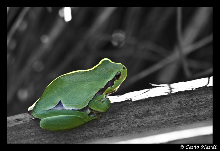 Identificazione raganella - Hyla intermedia